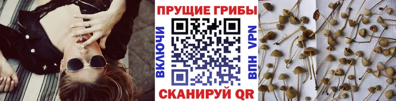 Псилоцибиновые грибы GOLDEN TEACHER  Скопин 